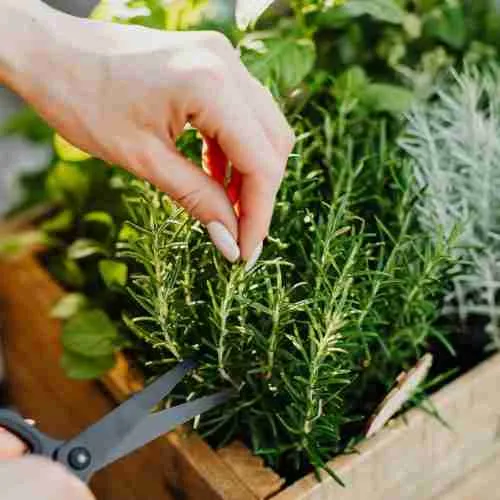 person cutting a rosemary herb using black scissors